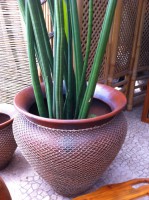 /album/galeria-de-fotos%3a-pe%c3%a7as-exclusivas/img-1535-jpg/